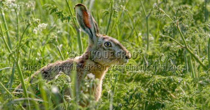 Tierpostkarte Hase